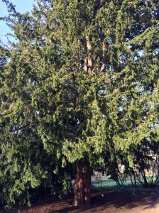 English Yew, Oxford