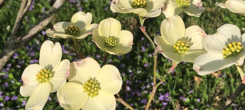 After Easter Musings